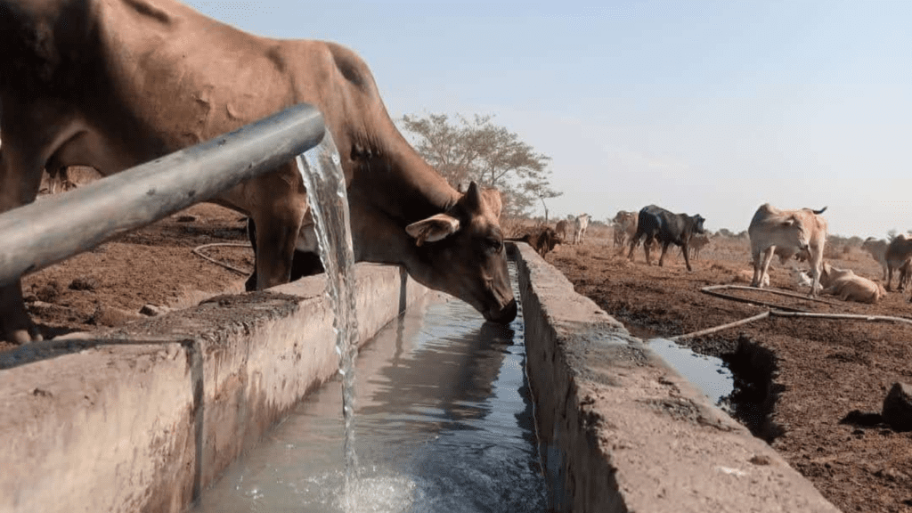 Cow drinking